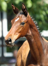 Trakehner Filly by Imperio out of Pr.,StPr. u. Elitestute Schwalbenspiel by Exclusiv, Gestt Hmelschenburg - Beate Langels