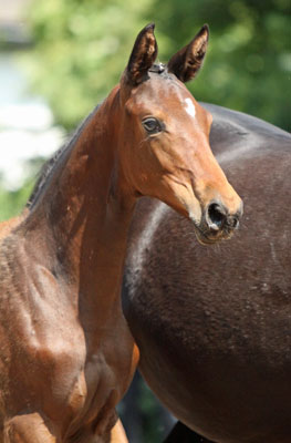 Stutfohlen von Imperio u.d. Elitestute Schwalbenspiel v. Exclusiv - Foto: Beate Langels - Trakehner Gestt Hmelschenburg