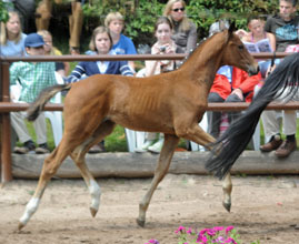 Trakehner Filly by Freudenfest - Summertime - Foto Beate Langels Gestt Hmelschenburg