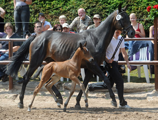 Trakehner Hengstfohlen von Showmaster u.d. Mammona v. Sapros, Zchter: Dirk Matthias, Foto: Beate Langels