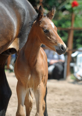 Trakehner Hengstfohlen von Showmaster u.d. Mammona v. Sapros, Zchter: Dirk Matthias, Foto: Beate Langels