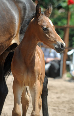 Trakehner Hengstfohlen von Showmaster u.d. Mammona v. Sapros, Zchter: Dirk Matthias, Foto: Beate Langels