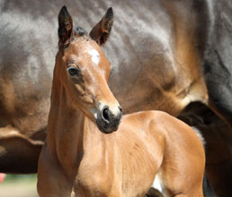 Colt by Showmaster - Sapros, Foto: Ulrike Sahm-Ltteken