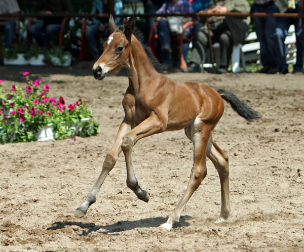 Trakehner Hengstfohlen von Showmaster u.d. Mammona v. Sapros, Zchter: Dirk Matthias, Foto: Beate Langels