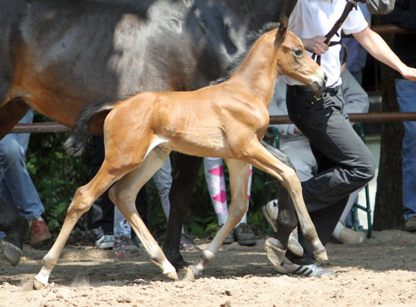 Trakehner Hengstfohlen von Showmaster u.d. Mammona v. Sapros, Zchter: Dirk Matthias, Foto: Beate Langels