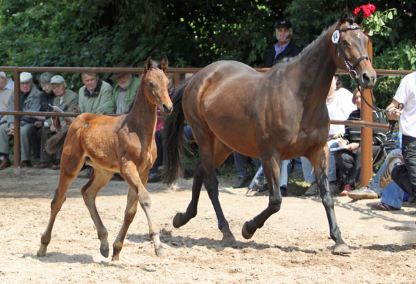 Trakehner Hengstfohlen von Summertime x Slip Anchor xx, Zchter: Barbara Maiwurm, Foto: Beate Langels