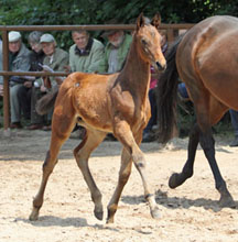 Trakehner Colt by Summertime - Slip Anchor xx, Foto: , Foto: Ulrike Sahm-Ltteken