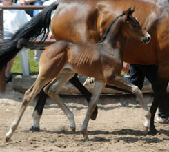 Hengstfohlen von Saint Cyr u.d. Pr.u.StPrSt. Kosma Shiva v. Herzruf, Foto: Beate Langels