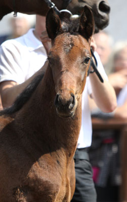 Trakehner Hengstfohlen von Summertime x Slip Anchor xx, Zchter: Barbara Maiwurm, Foto: Beate Langels