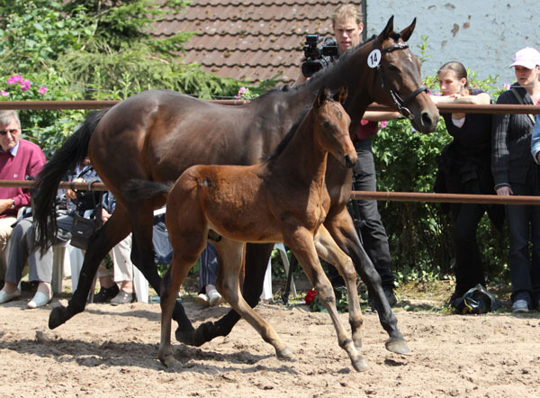 Trakehner Hengstfohlen von Summertime x Slip Anchor xx, Zchter: Barbara Maiwurm, Foto: Beate Langels