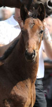 Trakehner Colt by Summertime - Slip Anchor xx, Foto: Ulrike Sahm-Ltteken