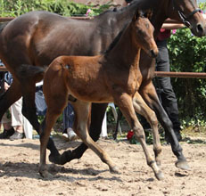 Trakehner Colt by Summertime - Slip Anchor xx, Foto: Ulrike Sahm-Ltteken