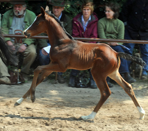 Trakehner Stutfohlen v. Symont u.d. Kayenne Klassic v. Exclusiv, Zchter: Sylvia Laidlaw