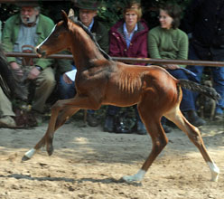 Trakehner Filly by Symont x Freudenfest