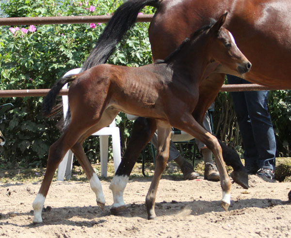 Trakehner Stutfohlen v. Symont u.d. Kayenne Klassic v. Exclusiv, Zchter: Sylvia Laidlaw