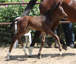 Trakehner Filly by Symont x Freudenfest - Foto Beate Langels