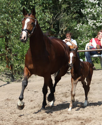 Trakehner Stutfohlen v. Exclusiv u.d. Klassic v. Freudenfest u.d. Kassuben v. Enrico Caruso, Zchter: Trakehner Gestt Hmelschenburg Beate Langels