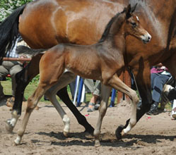 Hengstfohlen von Saint Cyr u.d. Pr.u.StPrSt. Kosma Shiva v. Herzruf, Foto: Beate Langels