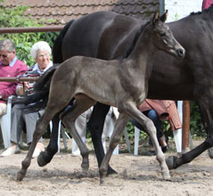 Hengstfohlen von Pajano - Le Duc, Foto: Ulrike Sahm-Ltteken