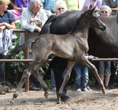 Hengstfohlen von Pajano - Le Duc, Foto: Ulrike Sahm-Ltteken