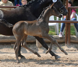 Trakehner Colt by Pajano - Le Duc, Foto: Beate Langels, Hmelschenburg