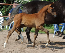 Stutfohlen von Kentucky - Hofrat, Foto: Beate Langels, Hmelschenburg