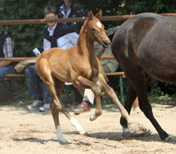 Stutfohlen von Kentucky - Hofrat, Foto: Ulrike Sahm-Ltteken