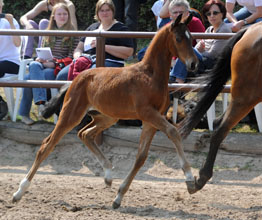 Colt by Kentucky - Arogno, Foto: Beate Langels, Hmelschenburg