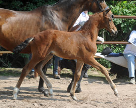 Colt by Kentucky - Arogno, Foto: Beate Langels, Hmelschenburg