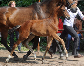 Colt by Kentucky - Arogno, Foto: Ulrike Sahm-Ltteken