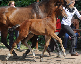 Hengstfohlen von Kentucky - Arogno, Foto: Ulrike Sahm-Ltteken