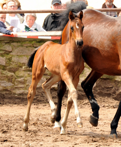 Trakehner Stutfohlen von Saint Cyr u.d. Farosa v. Guter Planet, Foto: Beate Langels, Trakehner Gestt Hmelschenburg