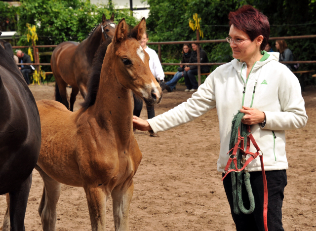 Trakehner Hengstfohlen von Rheinklang u.d. Kelora v. Exclusiv - 2. Juni 2013 - Foto: Beate Langels - Trakehner Gestt Hmelschenburg