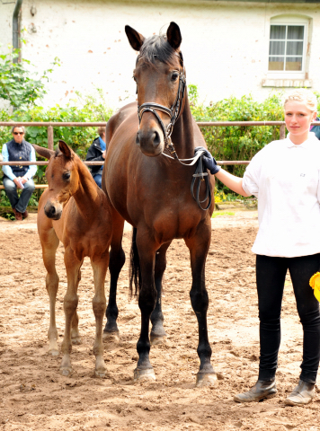 Reservesiegerin der Fohlenschau in Hmelschenburg
: Trakehner Stutfohlen von Saint Cyr u.d. Ava v. Freudenfest, Trakehner Gestt Hmelschenburg