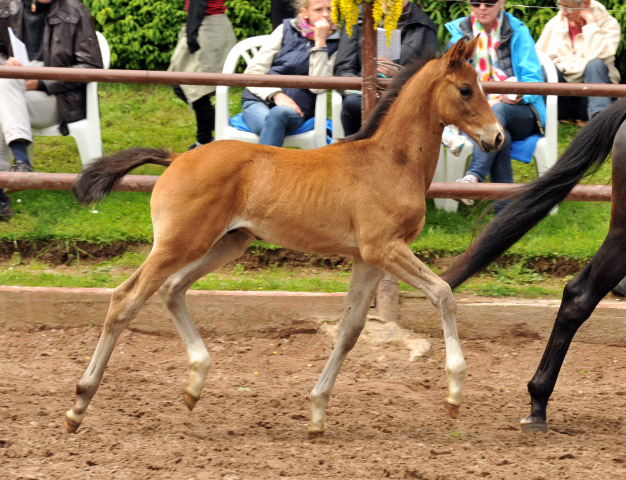 Trakehner Hengstfohlen von Rheinklang u.d. Kelora v. Exclusiv - 2. Juni 2013 - Foto: Beate Langels - Trakehner Gestt Hmelschenburg