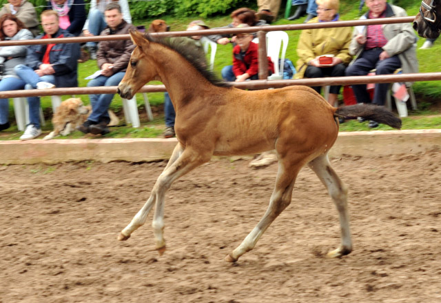 Trakehner Hengstfohlen von Rheinklang u.d. Kelora v. Exclusiv - 2. Juni 2013 - Foto: Beate Langels - Trakehner Gestt Hmelschenburg