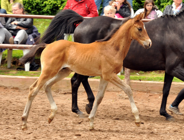 Trakehner Hengstfohlen von Rheinklang u.d. Kelora v. Exclusiv - 2. Juni 2013 - Foto: Beate Langels - Trakehner Gestt Hmelschenburg