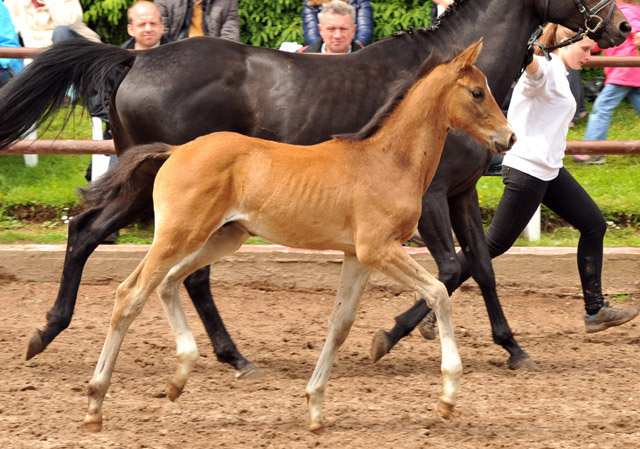 Trakehner Hengstfohlen von Rheinklang u.d. Kelora v. Exclusiv - 2. Juni 2013 - Foto: Beate Langels - Trakehner Gestt Hmelschenburg