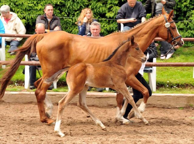 Trakehner Stutfohlen von Papellito xx u.d. Enya v. Buddenbrock - 2. Juni 2013 - Foto: Beate Langels - Trakehner Gestt Hmelschenburg