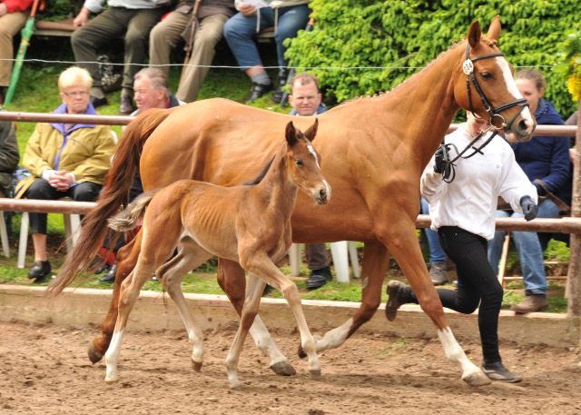 Trakehner Stutfohlen von Papellito xx u.d. Enya v. Buddenbrock - 2. Juni 2013 - Foto: Beate Langels - Trakehner Gestt Hmelschenburg