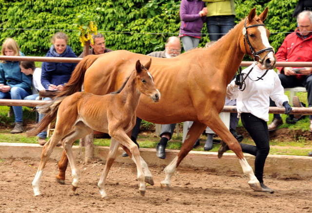 Trakehner Stutfohlen von Papellito xx u.d. Enya v. Buddenbrock - 2. Juni 2013 - Foto: Beate Langels - Trakehner Gestt Hmelschenburg