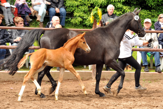 Trakehner Hengstfohlen von Sans Souci u.d. Halina v. Anduc - 2. Juni 2013 - Foto: Beate Langels - Trakehner Gestt Hmelschenburg