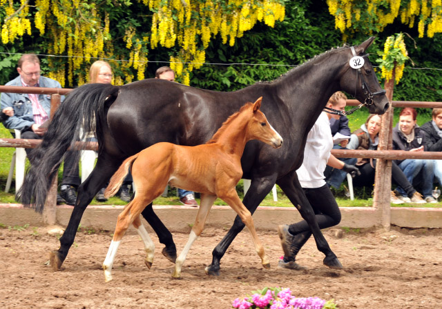 Trakehner Hengstfohlen von Sans Souci u.d. Halina v. Anduc - 2. Juni 2013 - Foto: Beate Langels - Trakehner Gestt Hmelschenburg