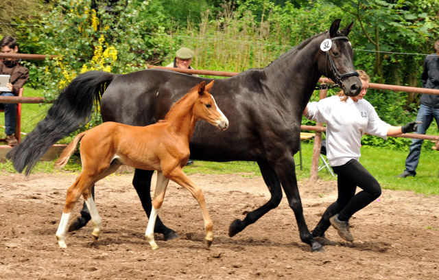 Trakehner Hengstfohlen von Sans Souci u.d. Halina v. Anduc - 2. Juni 2013 - Foto: Beate Langels - Trakehner Gestt Hmelschenburg