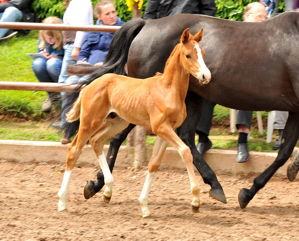 Trakehner Hengstfohlen von Sans Souci u.d. Halina v. Anduc - 2. Juni 2013 - Foto: Beate Langels - Trakehner Gestt Hmelschenburg