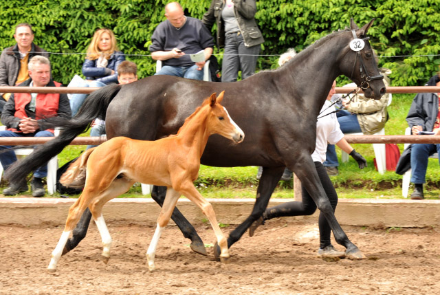 Trakehner Hengstfohlen von Sans Souci u.d. Halina v. Anduc - 2. Juni 2013 - Foto: Beate Langels - Trakehner Gestt Hmelschenburg