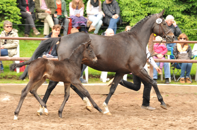 Trakehner Hengstfohlen von Lehndorff's u.d. Amadelia v. Lauries Crusador xx - Foto: Beate Langels