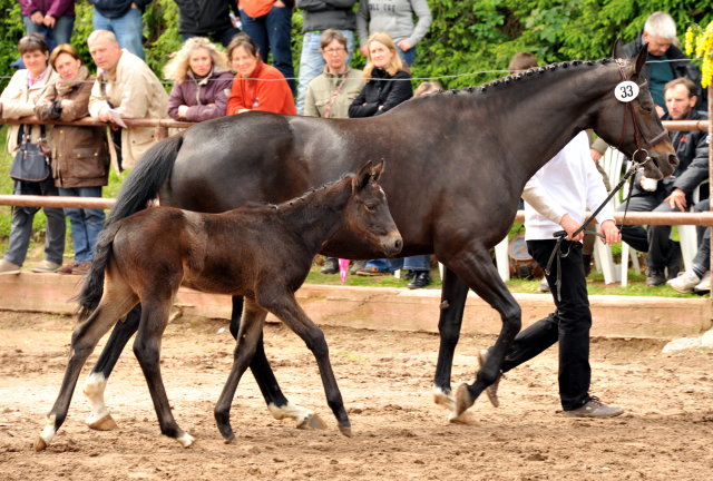 Trakehner Hengstfohlen von Lehndorff's u.d. Amadelia v. Lauries Crusador xx - Foto: Beate Langels