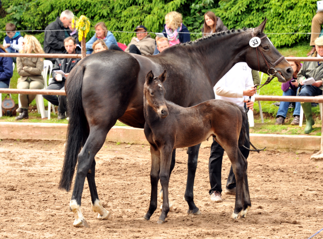 Trakehner Hengstfohlen von Lehndorff's u.d. Amadelia v. Lauries Crusador xx - Foto: Beate Langels