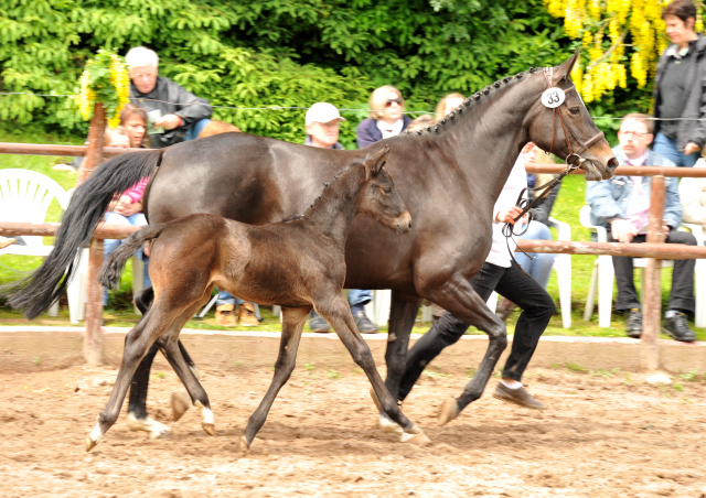 Trakehner Hengstfohlen von Lehndorff's u.d. Amadelia v. Lauries Crusador xx - Foto: Beate Langels